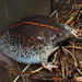 Mexican Burrowing Toad - Photo (c) Yinan Li, some rights reserved (CC BY-NC), uploaded by Yinan Li