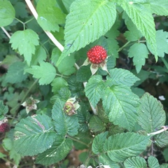 Rubus