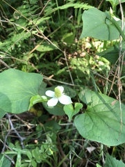 Houttuynia cordata