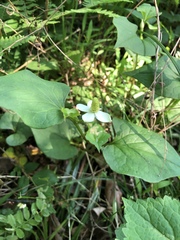 Houttuynia cordata