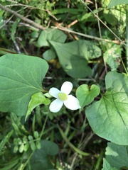 Houttuynia cordata