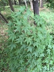 Acer palmatum