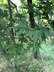 Acer palmatum