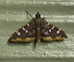 Prophantis