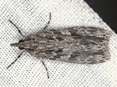 Scoparia emmetropis