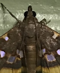 Prophantis