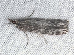 Scoparia emmetropis