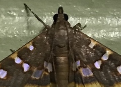 Prophantis
