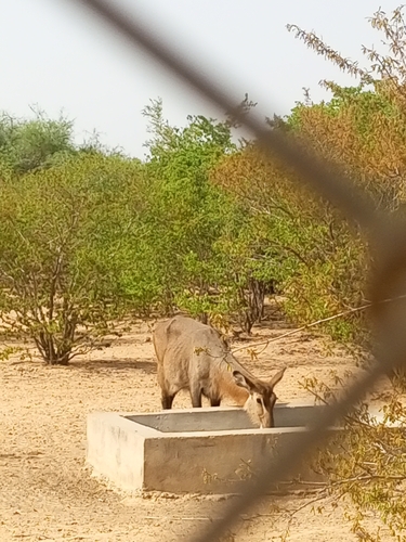 Defassa Waterbuck