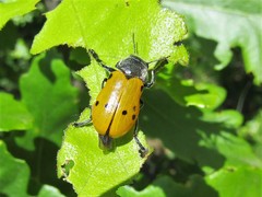 Lachnaia sexpunctata