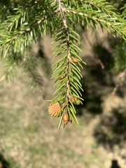 Picea morrisonicola
