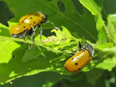Lachnaia sexpunctata