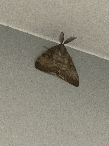 Spongy Moth