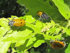 Lachnaia sexpunctata