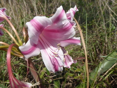 Crinum stuhlmannii delagoense