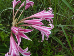 Crinum stuhlmannii delagoense