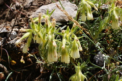 Onosma echioides