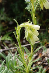 Onosma echioides