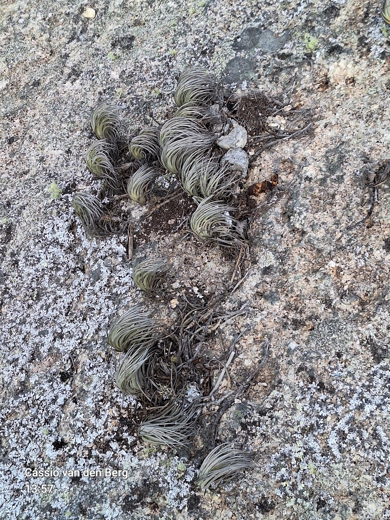 Tillandsia renateehlersiae