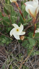 Mandevilla