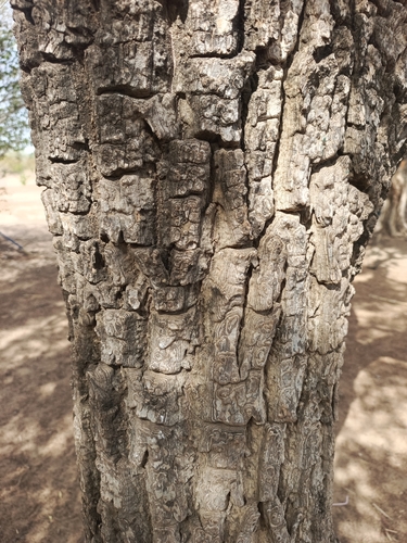 Shea Tree