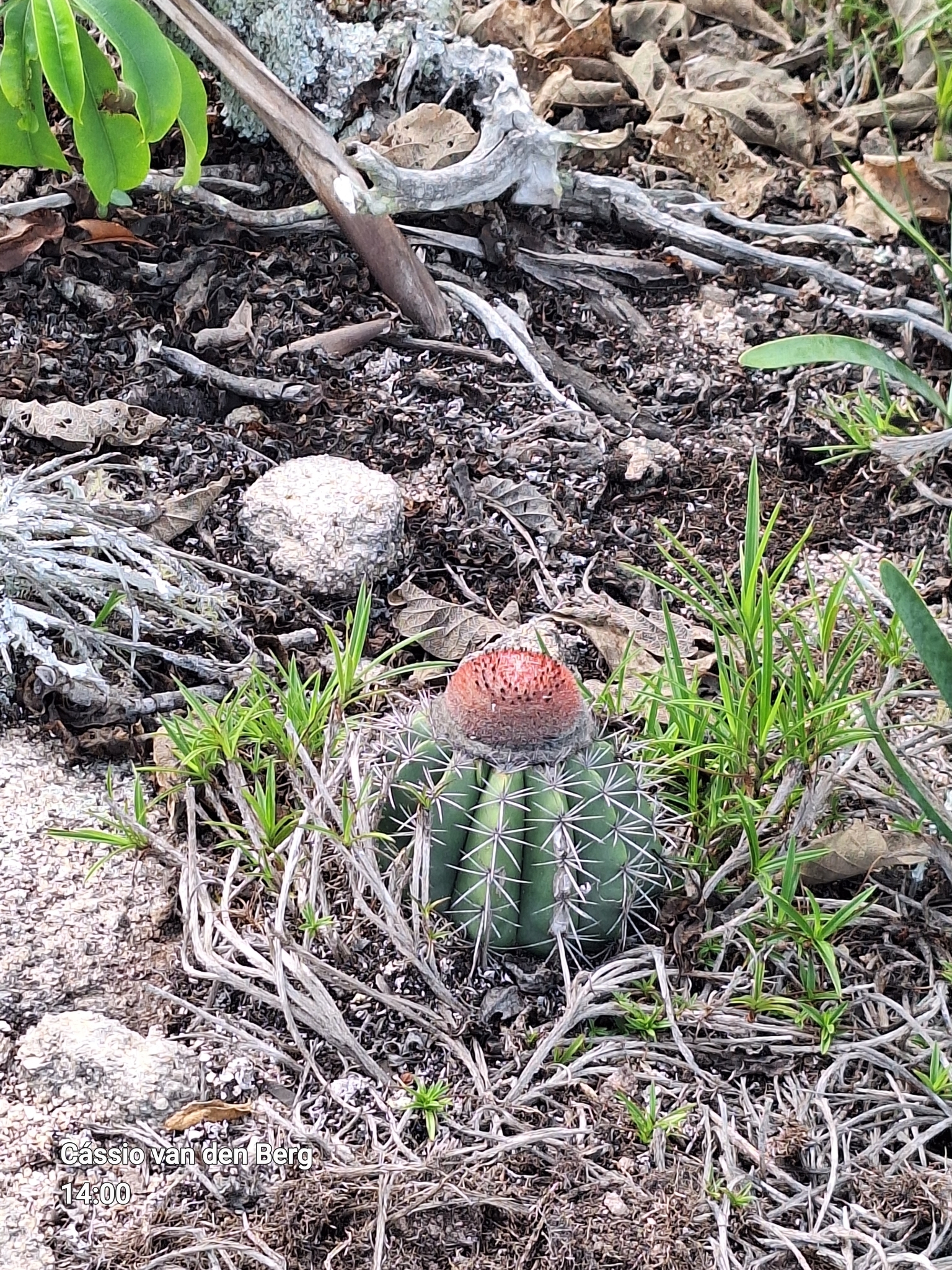 Melocactus bahiensis