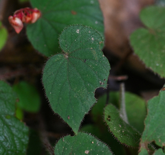 Begonia cathcartii, photograph (c) Rejoice Gassah, some rights reserved (CC BY)
