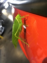 Paracaedicia serrata