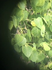 Ficus religiosa