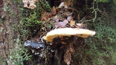 Hypomyces aurantius