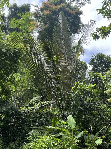 Foto de Palmeira-sagu