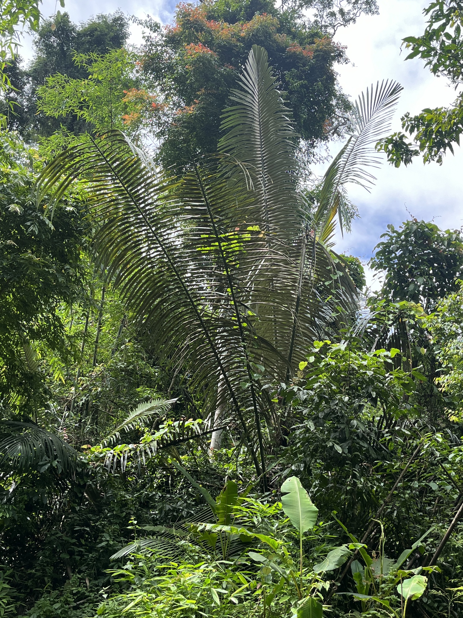 Imagem de Palmeira-sagu