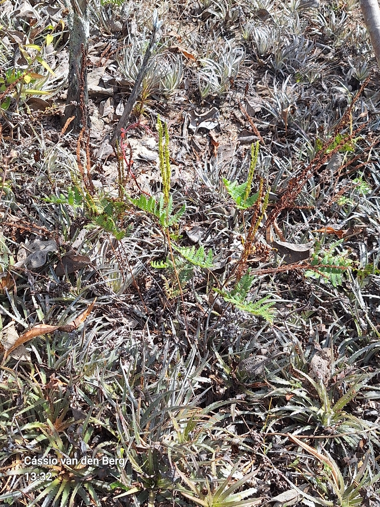 Hemionitis geraniifolia