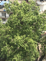Ficus religiosa