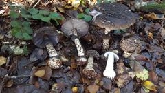 Amanita nigrescens