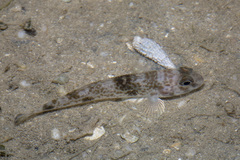 Yongeichthys nebulosus