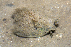 Laevistrombus canarium