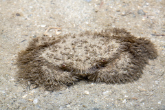 Pilumnus vespertilio