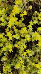 Sedum nuttallii