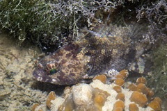 Centrogenys vaigiensis