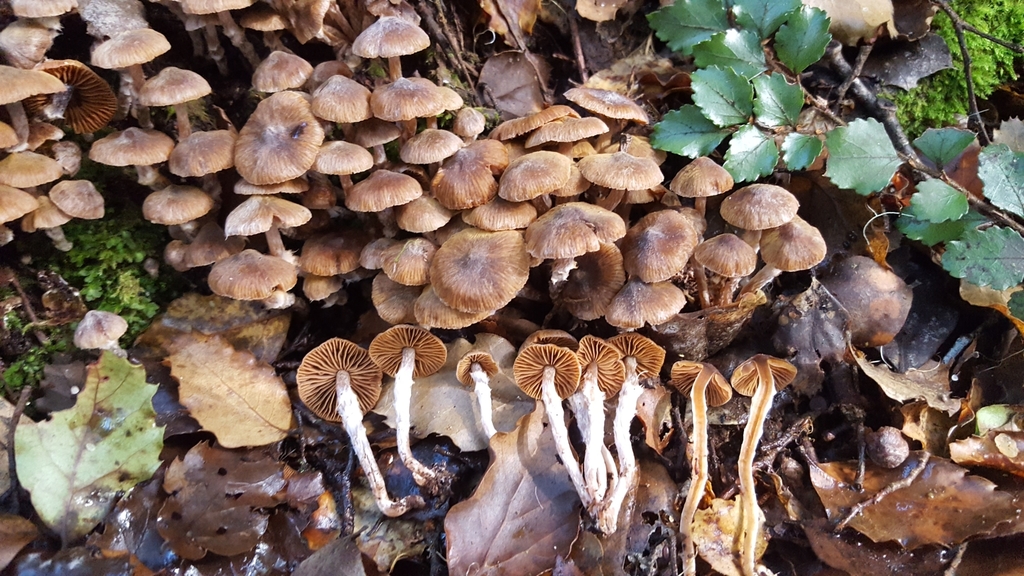 Cortinarius sp. 'Waipori'