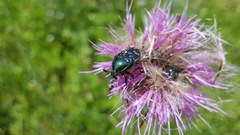 Euphoria sepulcralis