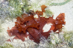 Halymenia