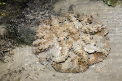 Duncanopsammia peltata