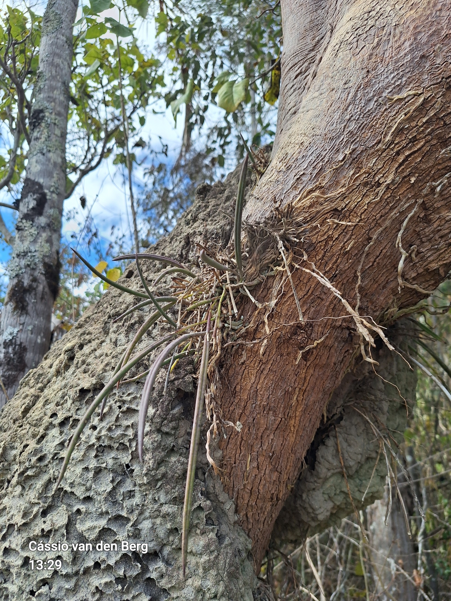 Brassavola caraiensis Campacci & Rosim