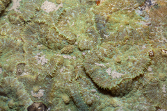 Rhodactis bryoides
