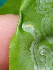 Phyllocnistis citrella