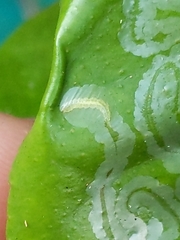 Phyllocnistis citrella