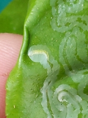 Phyllocnistis citrella