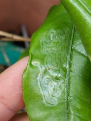 Phyllocnistis citrella